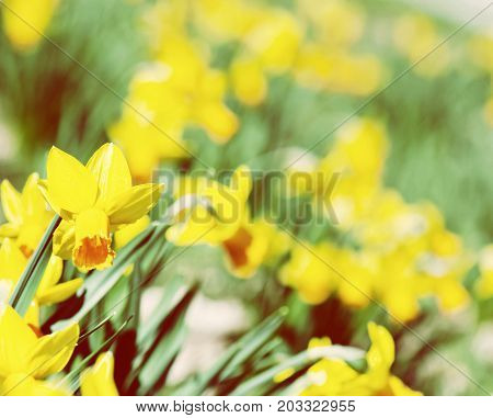 Flowerbed of blooming yellow daffodils in spring garden. Seasonal natural scene. Vivid photo filter.