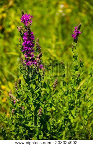 Purple Loosestrife (lythrum Salicaria) On The Meadow