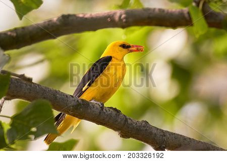 Golden Oriole in natural habitat (Oriolus oriolus)
