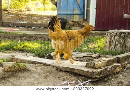 the hen is walking around the farm