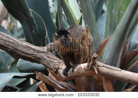 Brilliant Close Up of a Brown Collared Lemur