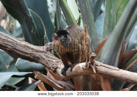Adorable Little Brown Collared Lemur In a Tree