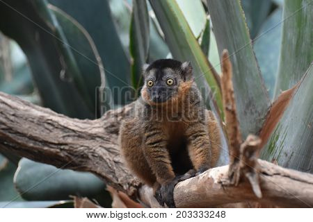 Lovely Brown Collared Lemur on a Branch