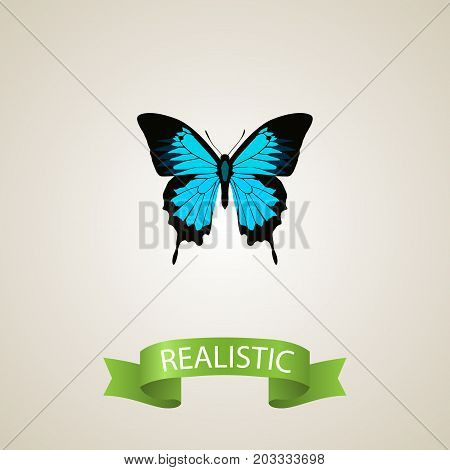 Realistic Sky Animal Element. Vector Illustration Of Realistic Papilio Ulysses Isolated On Clean Background