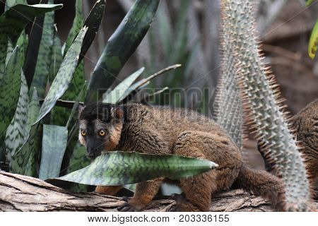 Amazing Image of a Collared Lemur Having a Snack