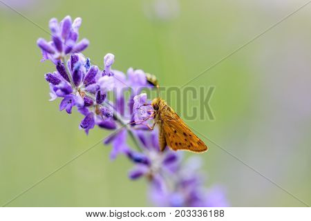 Fiery Skipper (Hylephila phyleus) male on Lavender. San Mateo County, California, USA.