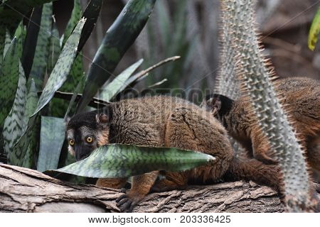 Amazing Image of two Brown Collared Lemurs