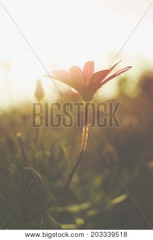 Flowers solitary, with loneliness that conveys freshness, strength and love.