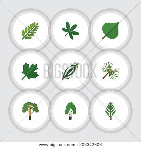 Flat Icon Natural Set Of Hickory, Timber, Spruce Leaves And Other Vector Objects