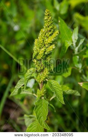 Green weed and medicinal plant Amaranthus retroflexus