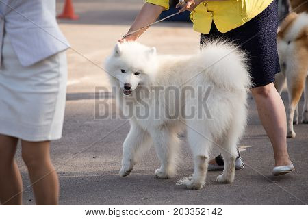 Samoyed Dog On The Exhibition, Samoiedskaia Sabaka