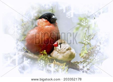 Winter song bullfinch birds and finches on a branch with snowflakes.