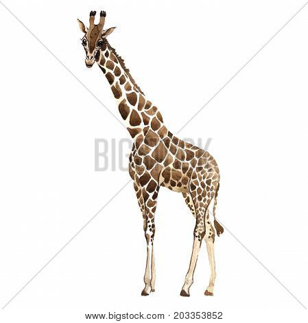 Exotic giraffe wild animal in a watercolor style isolated. Full name of the animal: camelopard. Aquarelle wild animal for background, texture, wrapper pattern or tattoo.