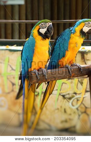 Macore bird parrot beautiful in the zoo