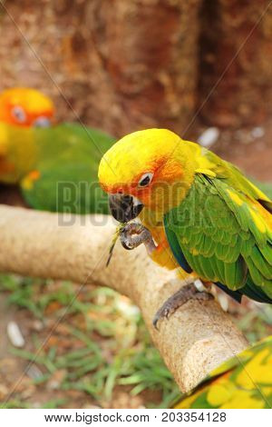 Macore bird parrot beautiful in the zoo