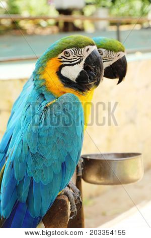 Macore bird parrot beautiful in the zoo