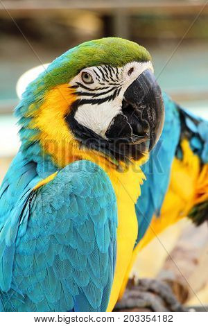 Macore bird parrot beautiful in the zoo