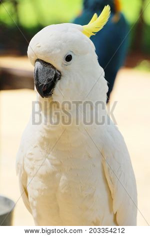 Macore bird parrot beautiful in the zoo