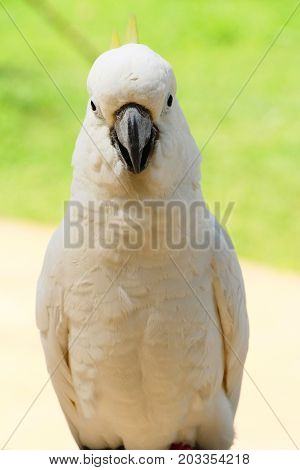 Macore bird parrot beautiful in the zoo
