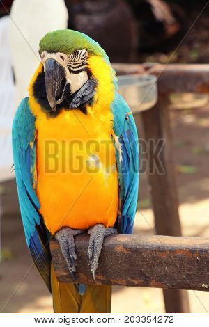 Macore bird parrot beautiful in the zoo