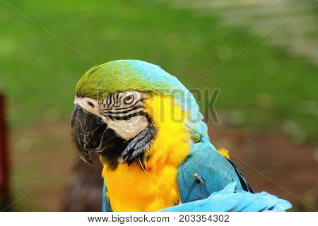 Macore bird parrot beautiful in the zoo