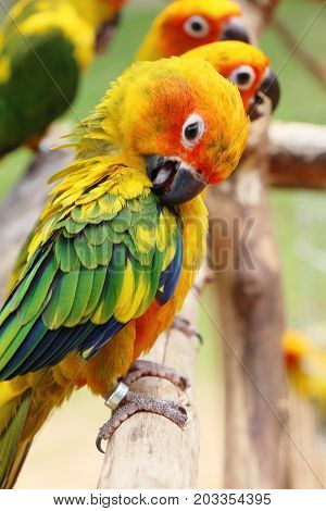 Macore bird parrot beautiful in the zoo