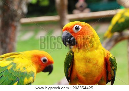 Macore bird parrot beautiful in the zoo