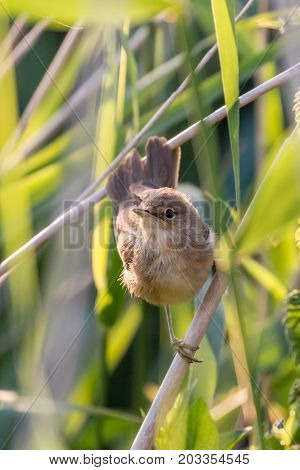 close up of an eurasian reed warbler looking up