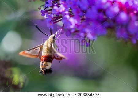 macro of a hummingbird hawk-moth on a flower from the side