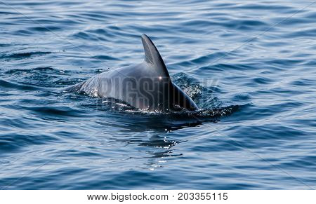 Pilot whale as seen during a whale watching tour in Iceland.