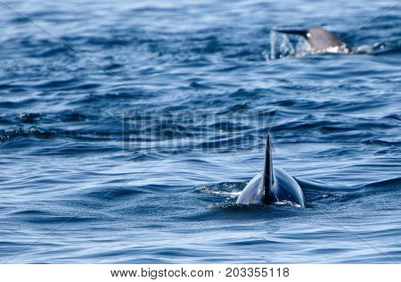 Pilot whales as seen during a whale watching tour in Iceland.