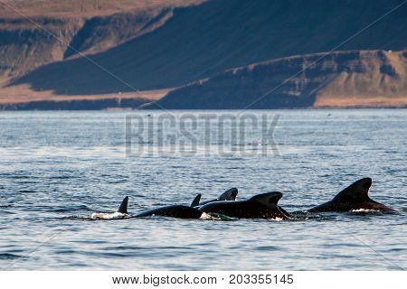 Pilot whales as seen during a whale watching tour in Iceland.