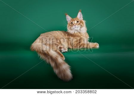 Red cute fluffy cat Maine Coon lying on a green Studio background.