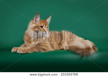 Red cute fluffy cat Maine Coon lying on a green Studio background.