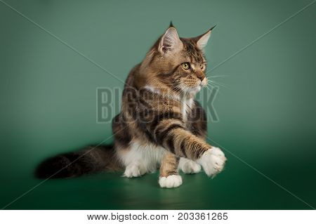 Tabby cute fluffy cat Maine Coon sitting on a green Studio background. The graceful cat pulls a paw.