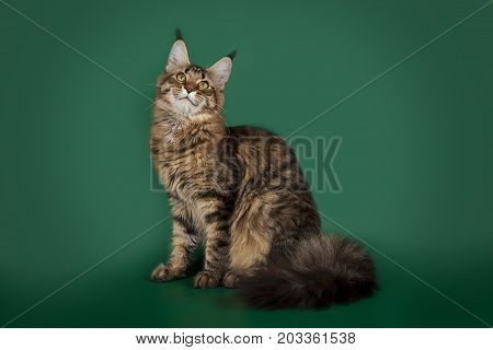 Tabby cute fluffy cat Maine Coon sitting on a green Studio background.