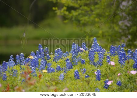 Bonnets สีน้ำเงิน 