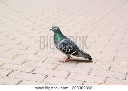 Free one pigeon walks through the pavemen. Dove in park.