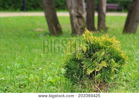 The bush of the juniper on the surface of the ground near the trees