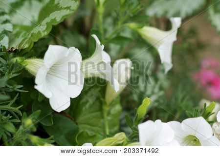 White Petunias flowers in garden close up