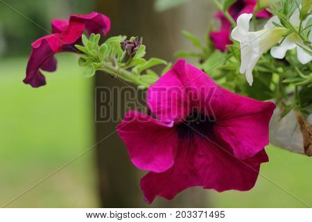 Beautiful Pink and White Petunias in garden