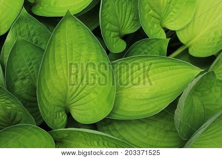 Green leaf texture with stems and with leaf foreground