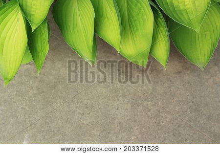 Background texture with green leaves and asphalt close up