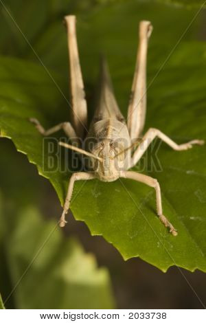 Grasshopper On Green Leaf