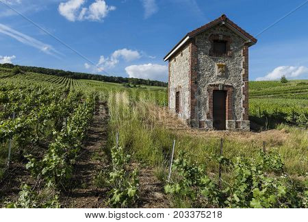 Vineyards in the Champagne district Marne near Verneuil in France with smal house in the vineyard.