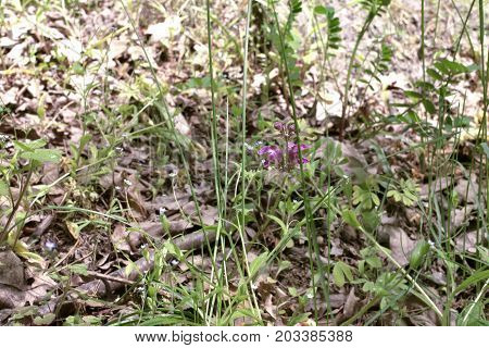 The spotted henbit in the tall grass