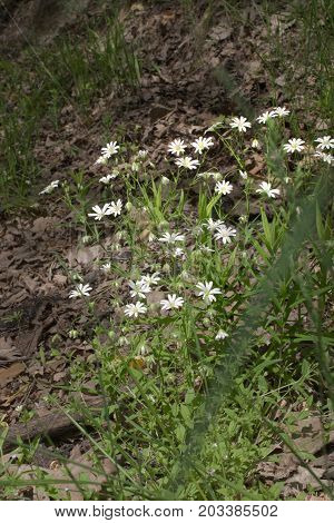 Stellaria Holostea Small Bush On The Dark Forest Glade