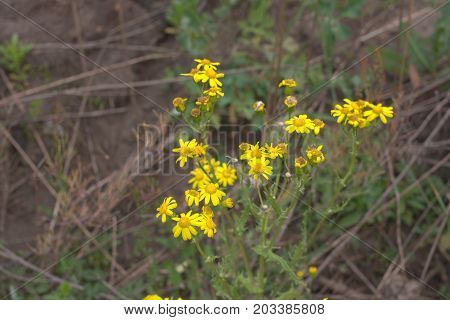 Yellow Camomille Flowers Closeup