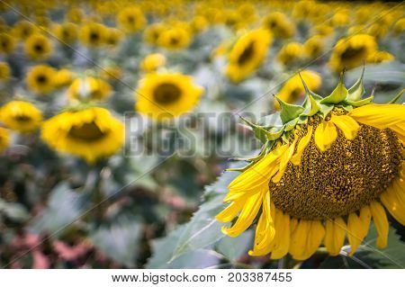 Sunflower Farm Field Landscape In South Carolina