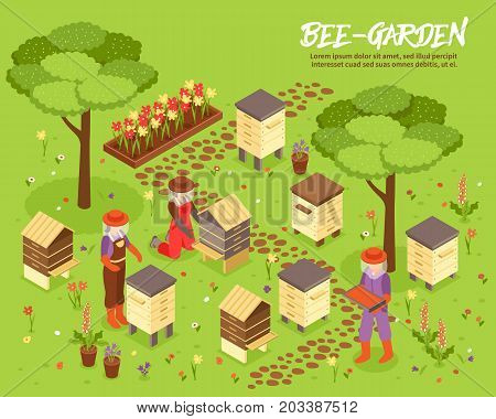 Bee keeping yard with beehives honey harvesting isometric poster with apiary friendly plants garden background vector illustration
